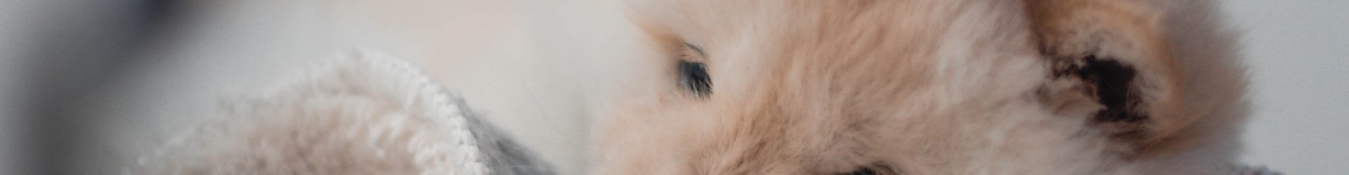 How To Leave Your Puppy Alone For The First Time