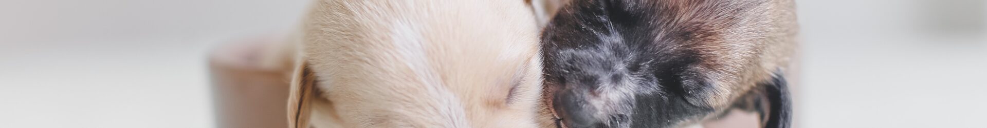 How To Help Your Dog If They Are Suffering From Joint Pain